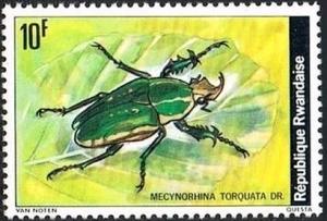 Colnect-2396-414-Flower-Chafer-Mecynorhina-torquata.jpg