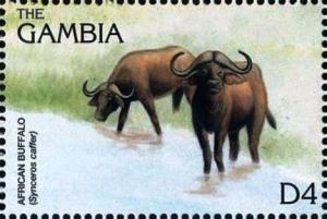 Colnect-4698-231-African-buffalo.jpg