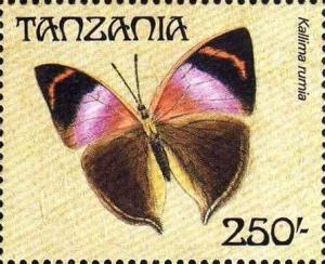 Colnect-6103-210-African-Leaf-Butterfly-Kallima-rumia.jpg