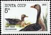 Colnect-4863-492-Greylag-Goose-Anser-anser.jpg