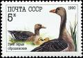 Colnect-4863-492-Greylag-Goose-Anser-anser.jpg