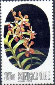 Colnect-3012-878--ldquo-Arachnis-Maggie-Oei-x-Vanda-insignis-rdquo-.jpg