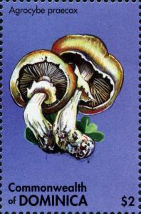 Colnect-3058-938-Agrocybe-praecox.jpg