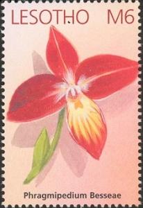 Colnect-1618-176-Phragmipedium-Besseae.jpg