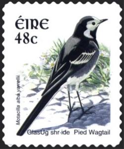 Colnect-1927-546-Pied-Wagtail-Motacilla-alba.jpg