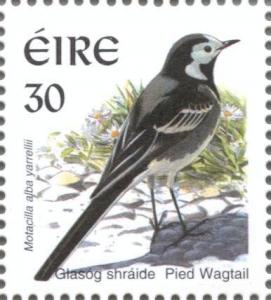 Colnect-129-574-Pied-Wagtail-Motacilla-alba.jpg