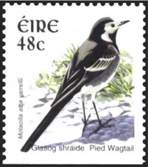 Colnect-1902-370-Pied-Wagtail-Motacilla-alba.jpg