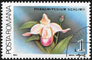 Colnect-3197-920-Phragmipedium-schlimii.jpg