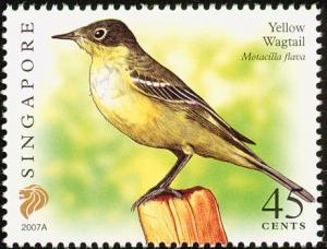 Colnect-403-439-Yellow-Wagtail-Motacilla-flava.jpg