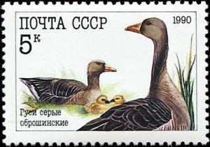 Colnect-4863-492-Greylag-Goose-Anser-anser.jpg