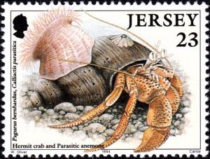 Colnect-6141-394-Common-Hermit-Crab-Pagurus-bernhardus-Parasitic-Anemone-.jpg