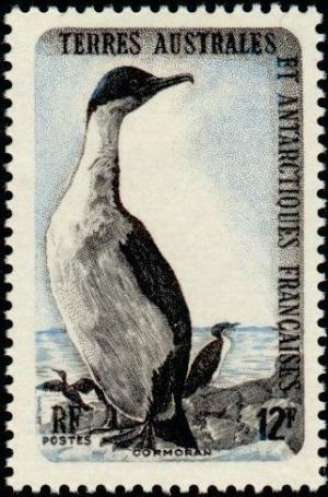 Colnect-885-960-Kerguelen-Shag-Phalacrocorax-verrucosus.jpg