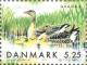 Colnect-157-558-Greylag-Goose-Anser-anser.jpg