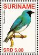 Colnect-3837-109-Swallow-Tanager%C2%A0%C2%A0%C2%A0%C2%A0Tersina-viridis.jpg