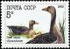 Colnect-4863-492-Greylag-Goose-Anser-anser.jpg