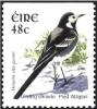 Colnect-1902-369-Pied-Wagtail-Motacilla-alba.jpg