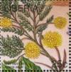 Colnect-4247-563-Shittah-Tree-Acacia-seyal.jpg