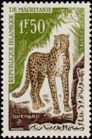 Colnect-872-002-Cheetah-Acinonyx-jubatus.jpg