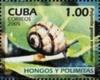 Colnect-2567-244-Land-Snail-Polymita-versicolor.jpg