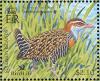 Colnect-3742-512-Buff-banded-Rail-Gallirallus-philippensis.jpg