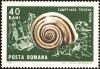 Colnect-5049-150-Land-Snail-Helicigona-trizona.jpg