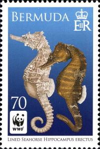 Colnect-5090-420-Pair-of-Seahorses.jpg