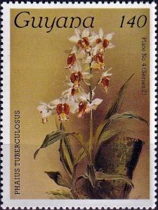 Colnect-4129-443-Phaius-tuberkulosus.jpg