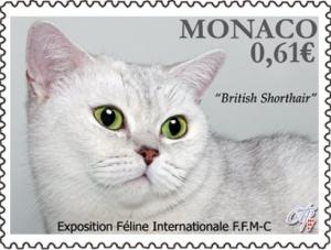 Colnect-2682-344-British-Shorthair-Cat-Felis-silvestris-catus.jpg