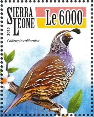 Colnect-3566-039-California-Quail---Callipepla-californica.jpg