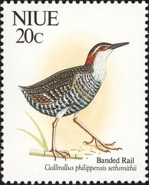 Colnect-4053-216-Buff-banded-Rail-Gallirallus-philippensis.jpg