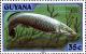 Colnect-3726-779-Arapaima-Arapaima-gigas.jpg