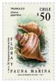 Colnect-553-560-Sea-Snail-Chorus-giganteus.jpg