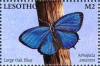 Colnect-5964-988-Large-Oakblue-Arhopala-amantes.jpg