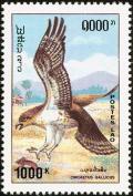 Colnect-1614-685-Short-toed-Snake-Eagle-Circaetus-gallicus.jpg