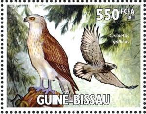 Colnect-3967-961-Short-toed-Snake-Eagle%C2%A0Circaetus-gallicus.jpg