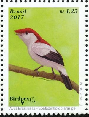 Colnect-4382-335-Araripe-manakin-Antilophia-bokermanni.jpg