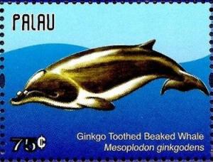 Colnect-4950-841-Ginkgo-Toothed-Beaked-Whale-Mesoplodon-ginkgodens.jpg