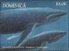 Colnect-3226-281-Humpback-whale-Megaptera-novaeangliae.jpg