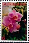 Colnect-3979-180-Phalaenopsis-hybrid.jpg