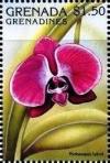 Colnect-4385-427-Phalaenopsis-hybrid.jpg