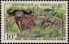 Colnect-504-434-West-African-Buffalo--Syncerus-caffer-brachyceros.jpg