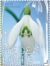 Colnect-5600-727-Galanthus-nivalis.jpg