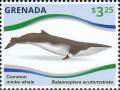 Colnect-2997-916-Common-Minke-Whale-Balaenoptera-acutorostrata.jpg