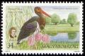 Colnect-661-633-Duna-Dr%C3%A1va-National-Park-Black-Stork-Ciconia-nigra.jpg