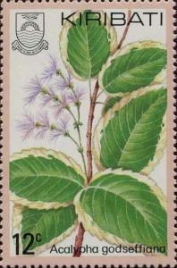 Colnect-1095-296-Acalypha-Godseffiana.jpg