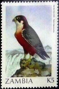 Colnect-5697-182-Falco-fasciinucha.jpg