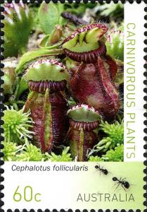 Colnect-1917-003-Cephalotus-follicularis.jpg