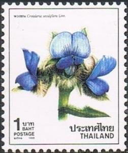 Colnect-2236-926-Crotalaria-sessiliflora.jpg