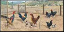 Colnect-2470-507-Australian-Poultry-Breeds.jpg