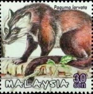 Colnect-4347-948-Masked-Palm-Civet-Paguma-larvata.jpg